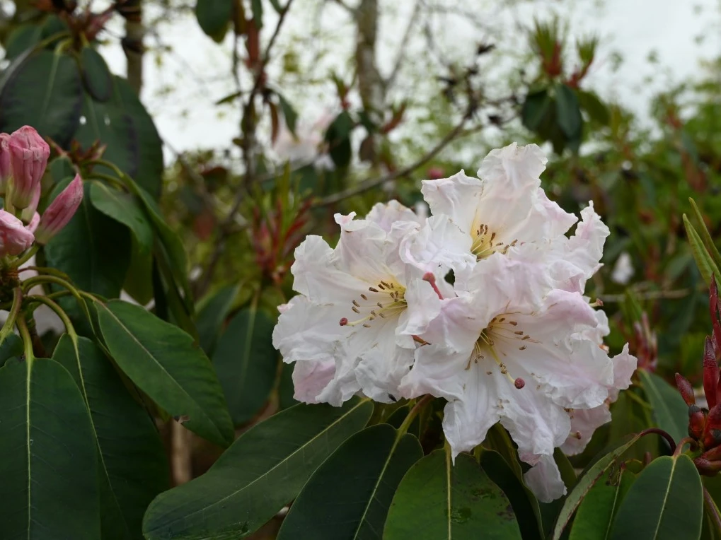 Unknown (possibly R. fortunei)